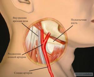 Строение шеи человека с артериями